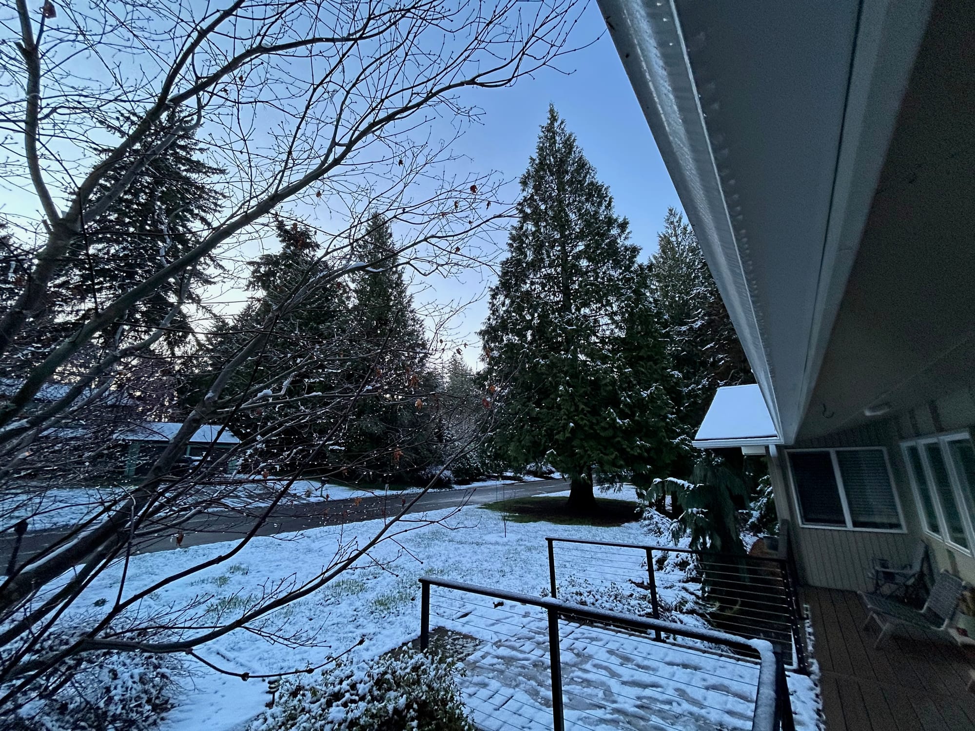 The sky is blue above snow-covered trees and lawn as the sun comes up.